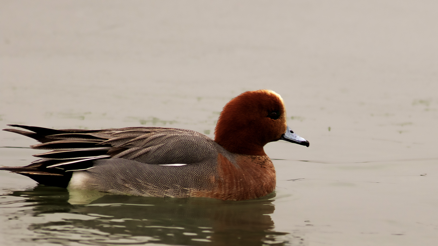 Eurasian Wigeon — Ana fotoğraf